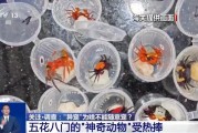 蓬莱@铲屎官们 养“异宠”或危害国家安全 这些行为违法了