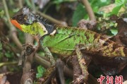 蓬莱云南南滚河保护区首次发现红唇棘蜥