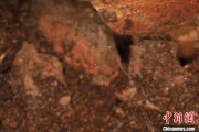蓬莱江西发现蜘蛛新物种 为研究呵叻蛛属适应区域提供依据