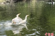 蓬莱吉林：罕见白鸬鹚连续两年“故地重游”