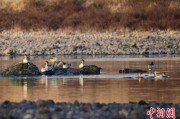 蓬莱歙县完成安徽首个县域生物多样性调查 共记录物种近4千种
